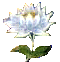 Lotus flower